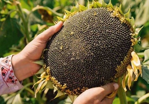 Високий врожай соняшника прогнозується на Черкащині фото, ілюстрація
