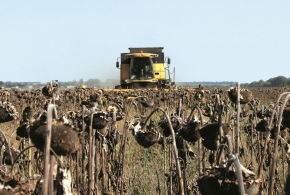 Аграрії півдня Херсонщини розчаровані врожаєм соняшнику фото, ілюстрація