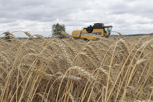 Збиральна кампанія зернових в Україні на фінішній прямій фото, ілюстрація