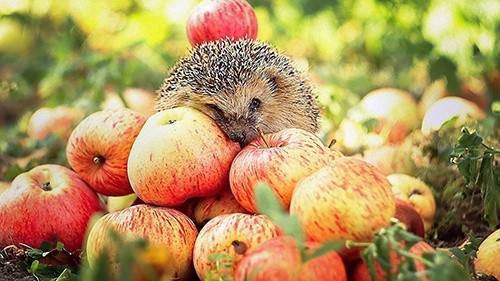 Україна вперше експортувала яблука в Сенегал, Камерун та Індонезію фото, ілюстрація