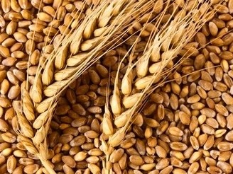 Опубліковано проект нового державного стандарту на пшеницю фото, ілюстрація