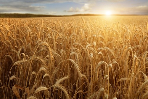 Виробництво м'якої пшениці в ЄС в 2019 році може перевищити 140 мільйонів тон фото, ілюстрація