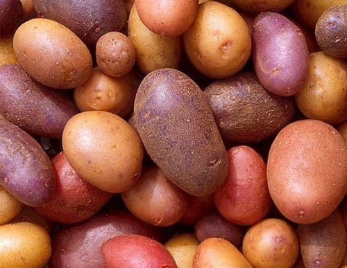 В картоплі, що надійшла з Білорусії до Києва перевищено вміст нітратів фото, ілюстрація