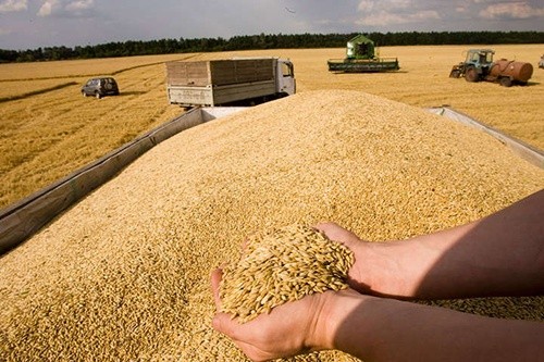 У Сумській області зернові обмолочені майже на 70% прогнозованих площ фото, ілюстрація