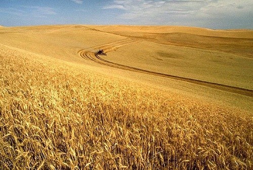 Експорт зерна та олійних нового врожаю досягне 57 млн тон, - УЗА фото, ілюстрація