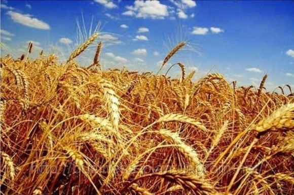 ДПЗКУ укладає договори по закупівлі зерна врожаю-2018 фото, ілюстрація