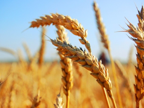 Спекотна погода може сильно знизити світовий урожай зерна фото, ілюстрація