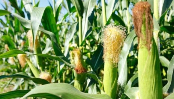 В Україні очікують рекордний урожай кукурудзи — Мінагро фото, ілюстрація