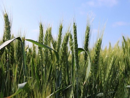Збирання зернових на Півдні України затримується через рясні опади фото, ілюстрація