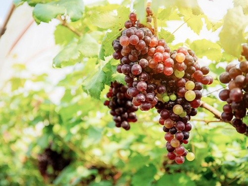 Експерт дав прогноз цьогорічного врожаю винограду фото, ілюстрація