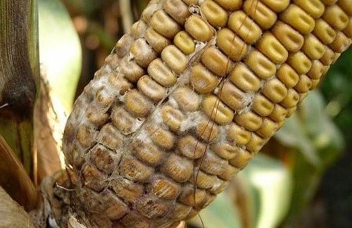 На український ринок не допущено 41.5 тон зараженої кукурудзи фото, ілюстрація