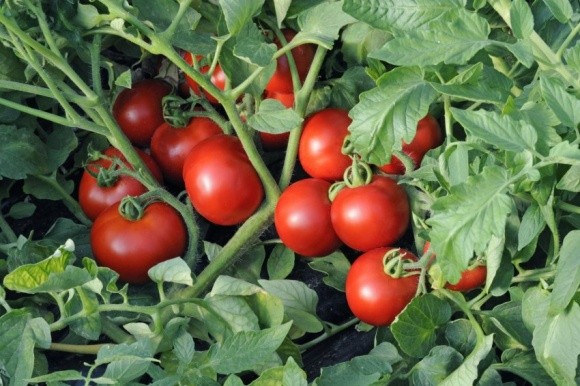 Ціни на місцевий томат в Україні знижуються навіть перед святами фото, ілюстрація