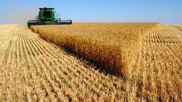 В Австралії чергова посуха може призвести до зниження врожаю пшениці в 2018/19 МР фото, ілюстрація