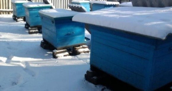Бджолярі стурбовані наслідками затяжної зими фото, ілюстрація