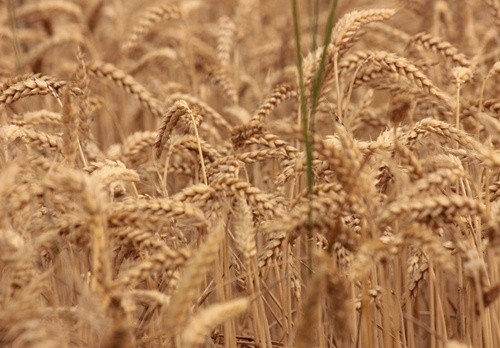 10 червня набирає чинності новий стандарт на пшеницю фото, ілюстрація