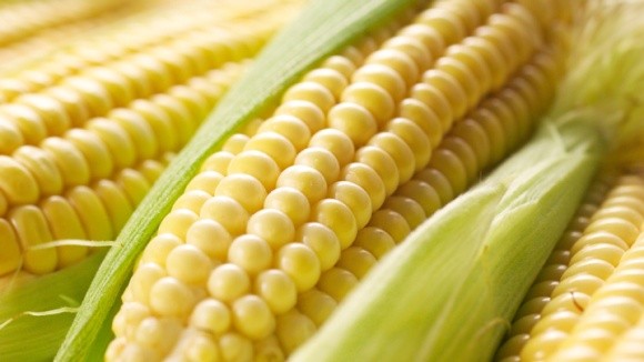 Китайські імпортери переключаються з американської кукурудзи на українську фото, ілюстрація