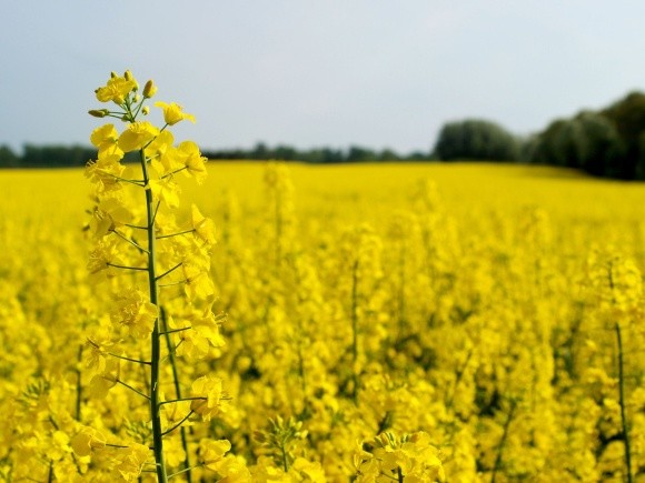 Українські аграрії зібрали перший урожай ріпаку фото, ілюстрація