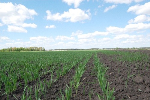 Структура посівних площ під урожай 2019 року складає 27.7 млн га фото, ілюстрація