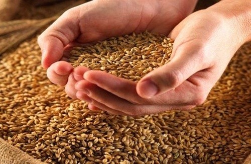 В Україні прогнозують рекордний врожай зернових, але перевозити його немає чим, - Асоціація власників вагонів фото, ілюстрація