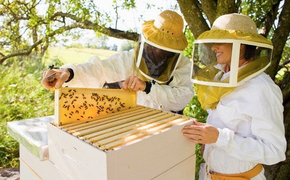 На Волині Держпродспоживслужба, фермери і бджолярі підписали меморандум щодо захисту бджіл від внесення пестицидів фото, ілюстрація