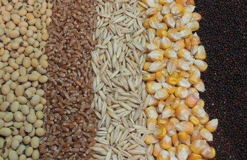 Україна наростила експорт зерна на 20% фото, ілюстрація