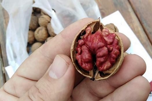 У Кіровоградській області вирощують горіхи з червоним ядром фото, ілюстрація