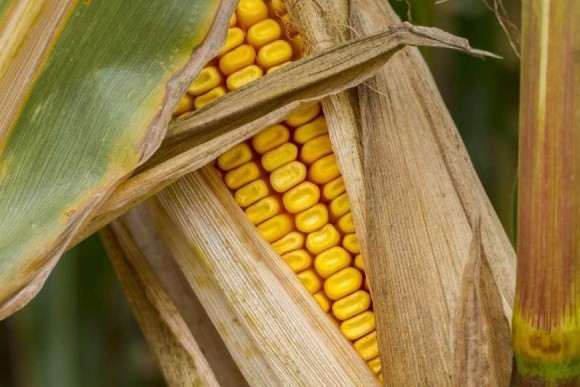 ЄС може знизити імпортне мито на кукурудзу та сорго фото, ілюстрація