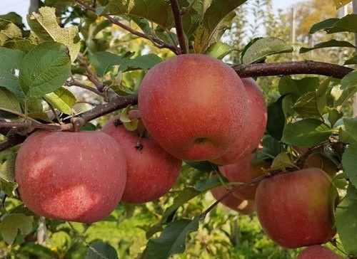 Новий прогноз врожаю яблук в Європі порадував українських садівників фото, ілюстрація