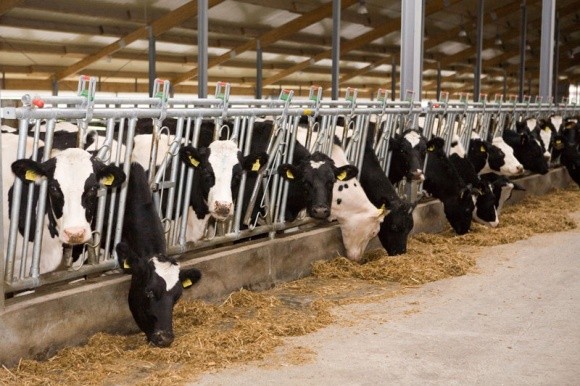 Великотоварні ферми наростили виробництво молока фото, ілюстрація