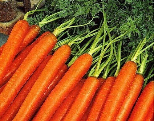 Ціна на моркву в Україні продовжує знижуватися фото, ілюстрація