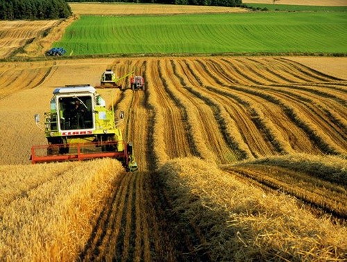 На Миколаївщині залишилося обмолотити менше 10% ранніх зернових фото, ілюстрація