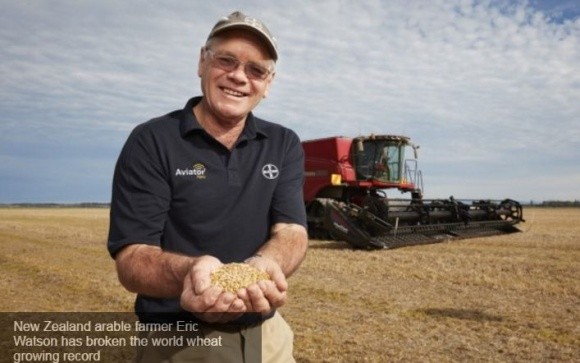 Новозеландські фермери увійшли до «Книги рекордів Гіннеса» за врожайність пшениці фото, ілюстрація