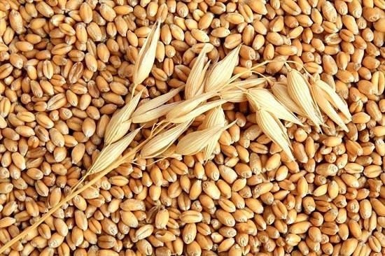 Індонезія закупила 5 карго причорноморської пшениці фото, ілюстрація
