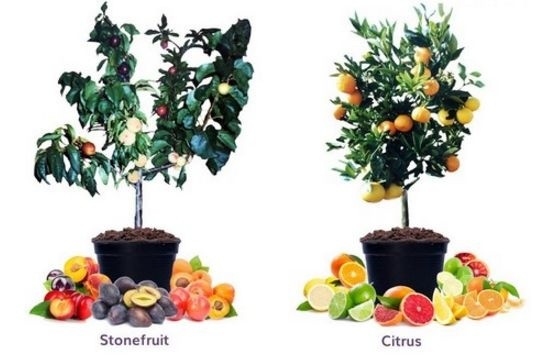 В Австралії заробляють на продажу саджанців із шістьма видами фруктів фото, ілюстрація