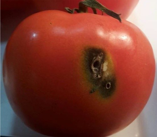 У вантажі з турецькими томатами виявили південноамериканську томатну міль фото, ілюстрація