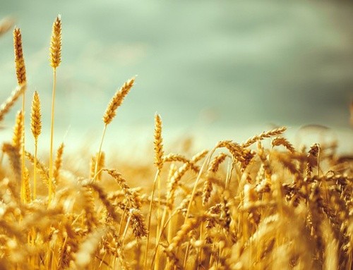 ЄБА просить ввести новий ДСТУ на пшеницю у червні фото, ілюстрація