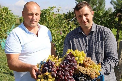 У Львівській області фермери вирощують понад 60 сортів винограду фото, ілюстрація
