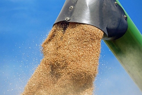 Канада експортувала в Китай найбільший обсяг пшениці за 14 років фото, ілюстрація