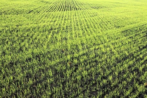 В Україні буде невисокий врожай озимої пшениці та кукурудзи, - експерт фото, ілюстрація