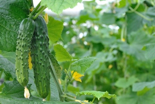 Ціна на тепличний огірок в Україні продовжує зростати фото, ілюстрація