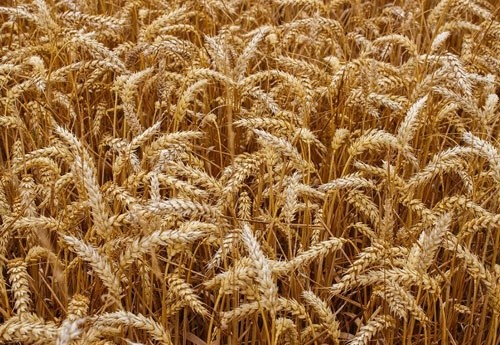 Ціни на український врожай 2019 року залишаються стабільними фото, ілюстрація