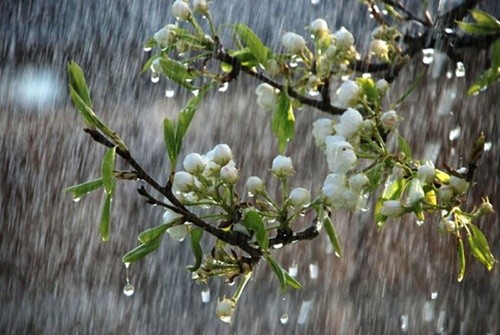 У Херсонській області погана погода може вплинути на врожай вишні фото, ілюстрація