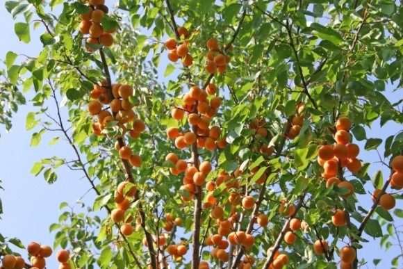 Фермер на Борщівщині вирощує кущові абрикоси та персики фото, ілюстрація