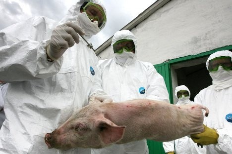 Мінагропрод платитиме за свиней, втрачених через АЧС   фото, ілюстрація