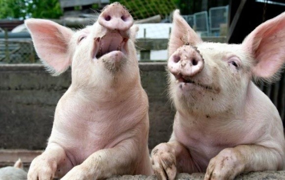 На Полтавщині сільські голови приховують захворювання свиней фото, ілюстрація