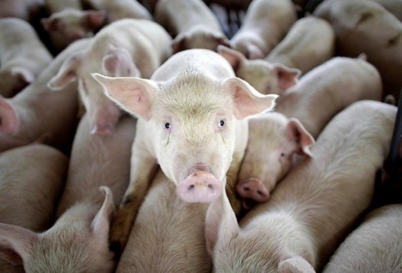 Фермерам Донеччини компенсують загибель свиней від АЧС фото, ілюстрація