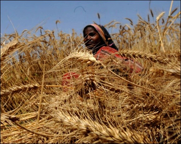 В Азії та Африці будуть вирощувати тепло- і посухостійку пшеницю фото, ілюстрація
