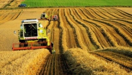 У 2018/19 сезоні світова площа сівби пшениці і далі знижуватиметься фото, ілюстрація
