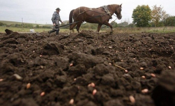 Не житниця Європи, або чому в Україні неможливо побудувати аграрну наддержаву фото, ілюстрація