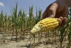Чому Китай відмовився від української кукурудзи? фото, ілюстрація